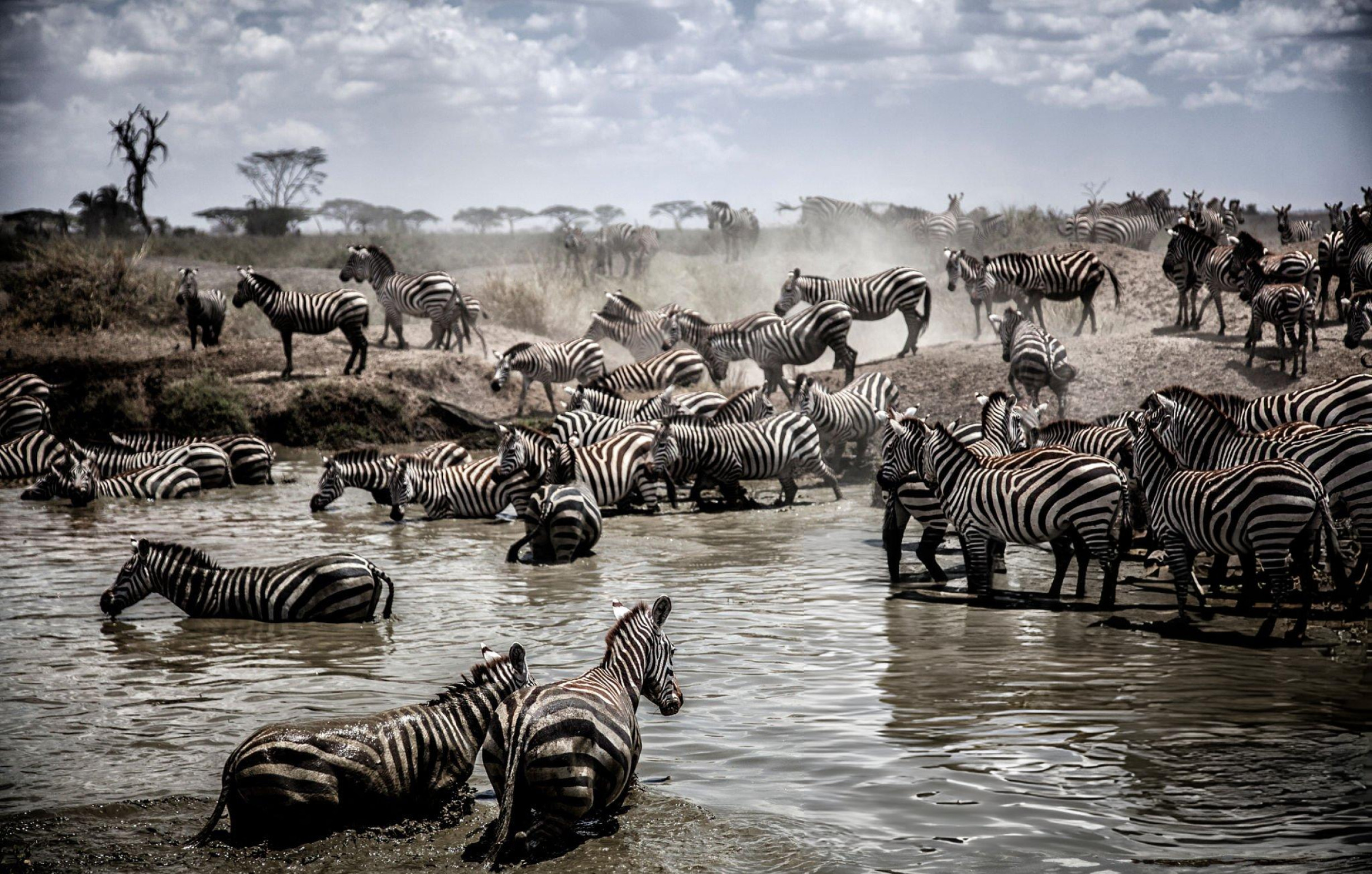 4 Days Safari , wildebeest crossing Mara Rivers in Northern Serengeti