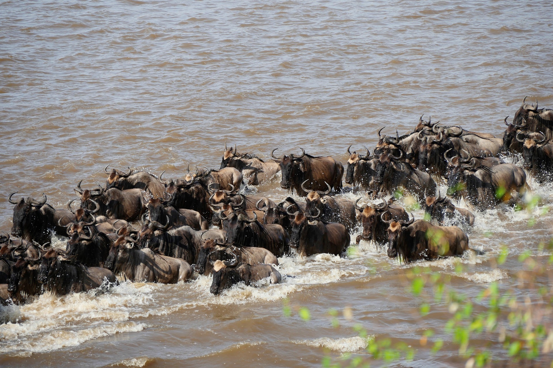 8 Days Wildebeest Migration Safari